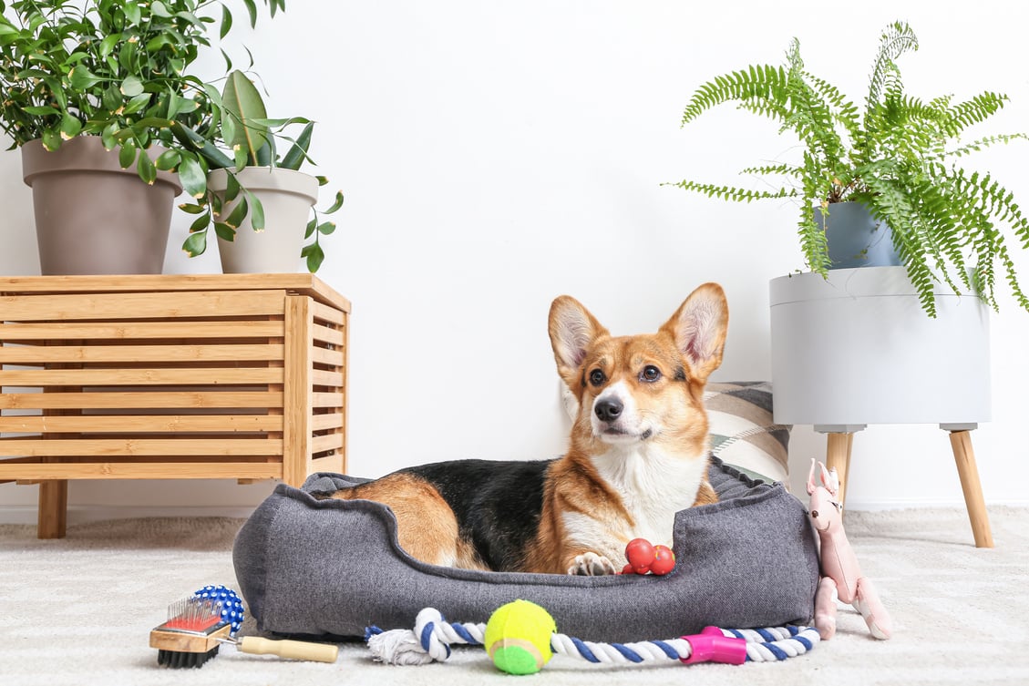 Cute Dog with Different Pet Accessories at Home